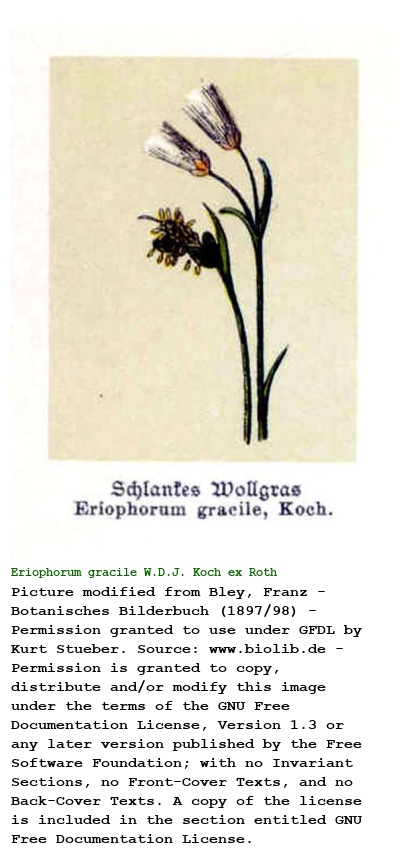Eriophorum gracile W.D.J. Koch ex Roth